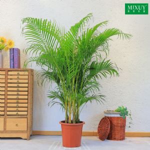 散尾葵(塑料盆)高约1.3-1.5m