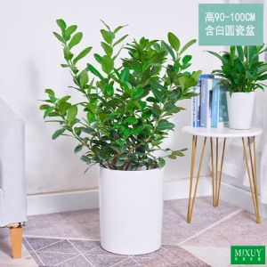 香水柠檬(白圆柱形瓷盆)高约0.9-1.0m 