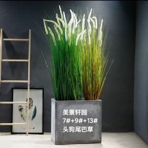 七九十三头狗尾巴草绿色头秋色(四方水泥盆)高约1.47m