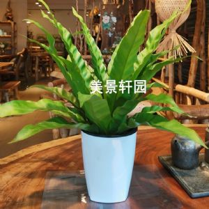 鸟巢草(白吸水塑料盆)高约0.3-0.4m