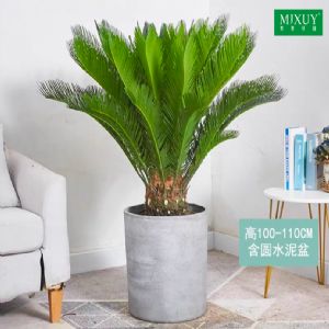 铁树(圆柱形水泥盆)高约1.0-1.1m 