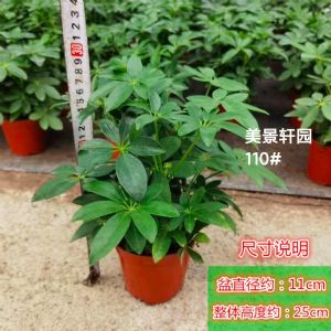 110#鸭脚木(塑料盆)高约0.2-0.25m