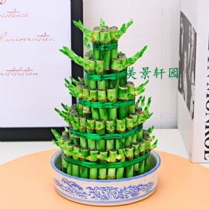 小五层富贵竹塔+蓝盆