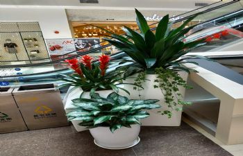 绿植造景