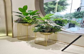 绿植造景