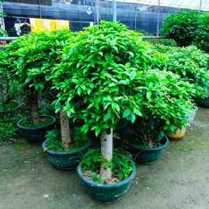 四季桂(龙岗盆)高约1.5-1.6m