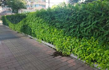植物墙