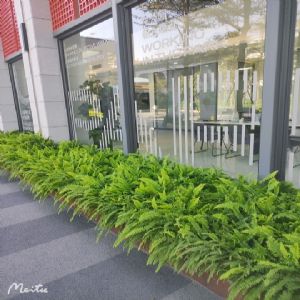 苗木种植