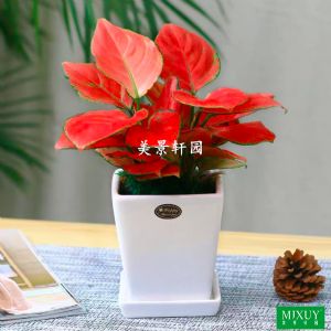 二株中国红(白四方瓷盆)高约0.2-0.3m