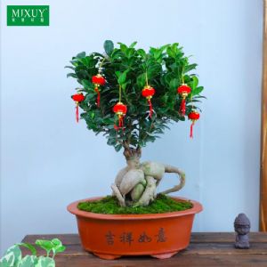 人参榕(吉祥如意椭圆形红紫砂盆)高约0.3-0.4m