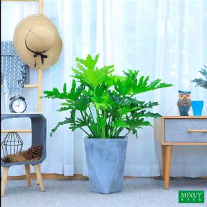 春羽(几何形水泥盆)高约0.6-0.8m