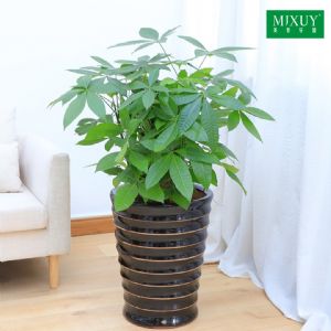 平头步步高发财树(黑螺纹瓷盆)高约0.8-1.0ma