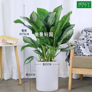雅丽皇后(白圆柱瓷盆)高约0.6-0.8m