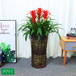 三株鸿运当头(三线咖啡金福瓷盆)高约0.8-1.0m