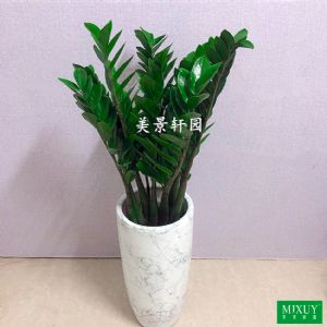 250#金钱树(水彩墨盆)高约 1.0-1.2m(盆高0.55,盆口0.28)