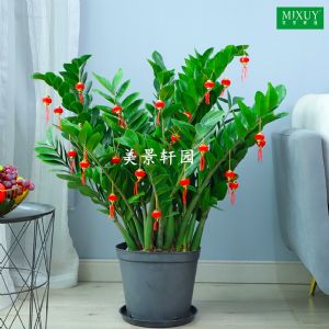 320#金钱树(塑料盆)高约1.0-1.2m