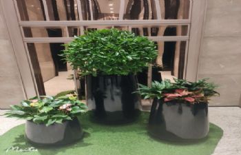 绿植造景