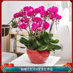  蝴蝶兰8枝红花(经典红釉瓷盆)