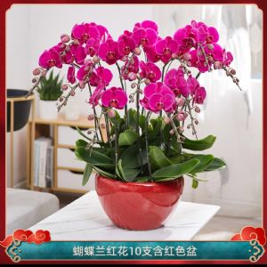 蝴蝶兰10 枝红花(经典红釉瓷盆)