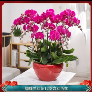 蝴蝶兰12枝红花(经典红釉瓷盆)