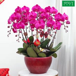 蝴蝶兰10枝红花(洒金红釉瓷盆)