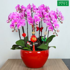 蝴蝶兰10枝粉花(经典红釉瓷盆)