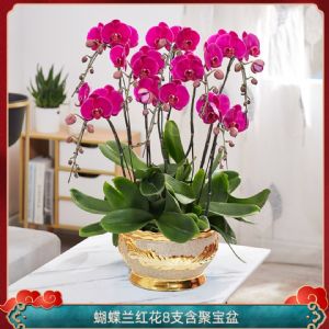 蝴蝶兰8枝红花(聚宝金盆)