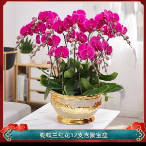 蝴蝶兰12枝红花(聚宝金盆)