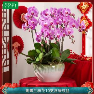 蝴蝶兰10枝粉花(绿纹瓷盆)