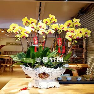 蝴蝶兰12枝大黄花(欧式瓷盆)